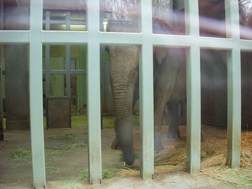 みやげ話(上野動物園)