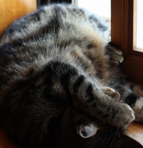 招き猫