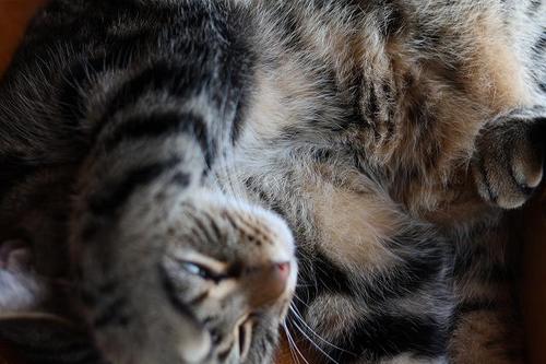 招き猫