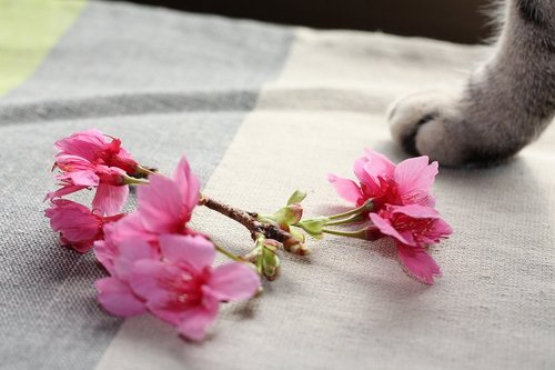 桜と美音
