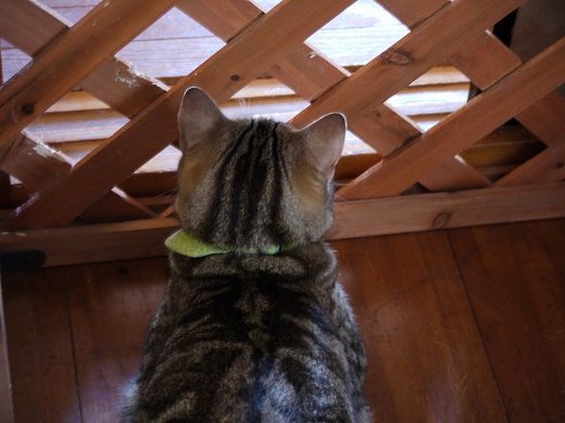 モグちゃんの部屋