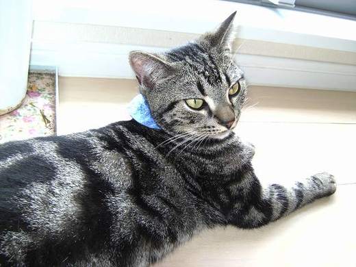 親戚猫さん