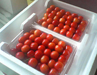 さくらんぼ♪ 2006/06/26 01:48:44