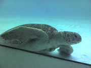 ウミガメ
