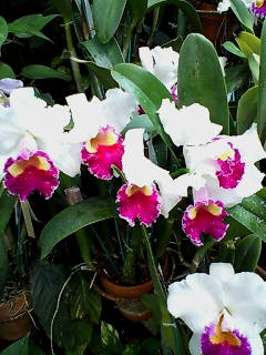 カトレアの花