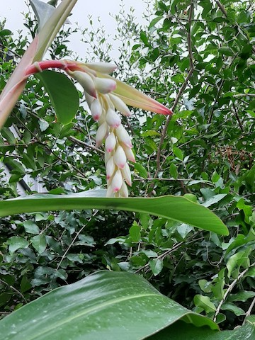 庭の月桃の花が咲きました 庭の月桃の花が咲きました
