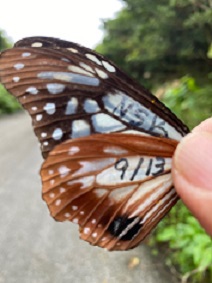 コモンタイマイ コモンタイマイ