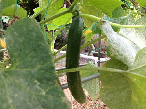 夏野菜キュー 夏野菜キュー