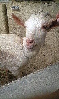 白サイの旅〜 2008/05/17 21:15:11