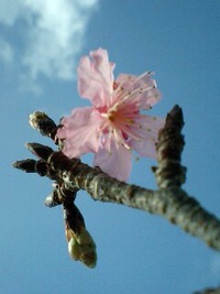 寒緋桜のサクランボウのお酒