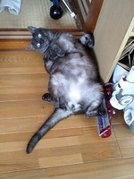たいこ