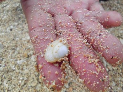 clamming!?