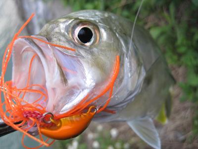 超まうすりん魚種格闘技戦:day two