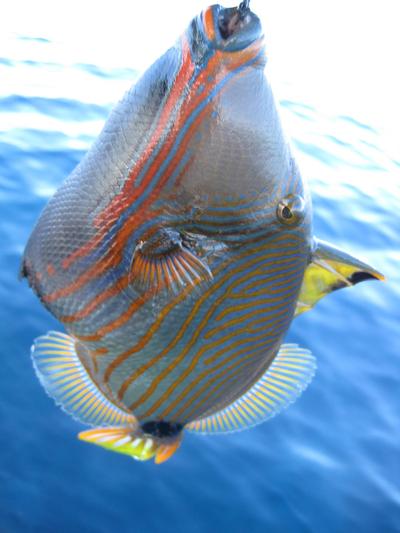 チャゲアスfishing