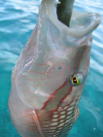 チャゲアスfishing