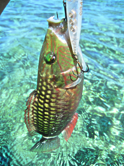 YFT fishing♪