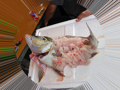 YFT fishing♪