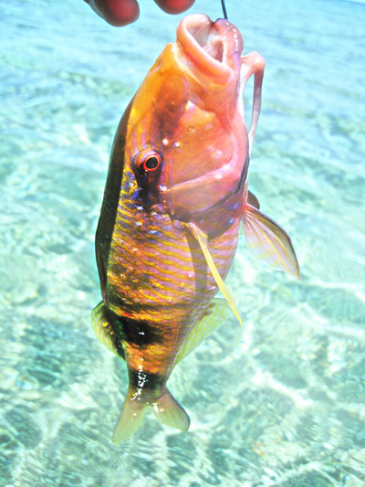 YFT fishing♪