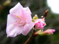 サクラ 2008/01/16 21:45:18