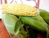 野菜の味 2008/04/16 21:40:29