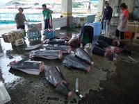 カジキが大漁 2008/12/29 11:50:49
