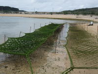 アーサ養殖実験2 2009/01/29 13:50:29