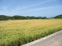 稲刈り 2009/06/23 16:41:47