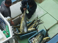 シイラが旬 2009/10/20 09:52:32