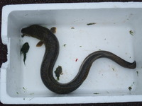 ウナギ捕獲 2009/10/23 09:25:57