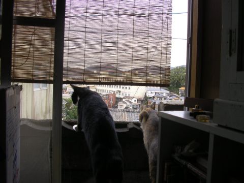 今朝のネコたち