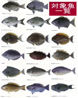 釣果