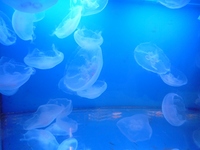癒し☆ 2008/07/08 19:18:38