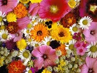 黄色い星の13日間 2012/05/16 08:48:29