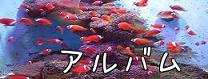 美ら海水族館のお魚ちゃん達・・・・。