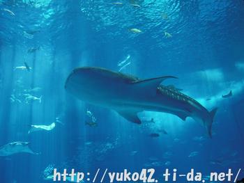 ジンベエザメ
