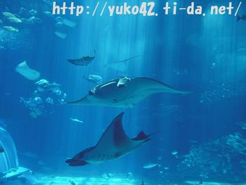 オニイトマキエイ