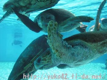 ウミガメさん☆