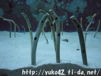 チンアナゴ