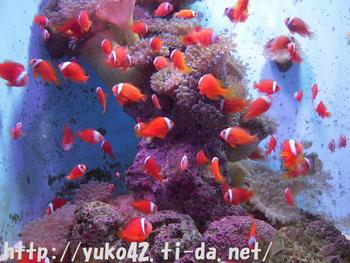 クマノミ