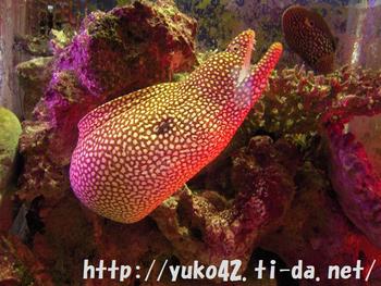 ウツボ