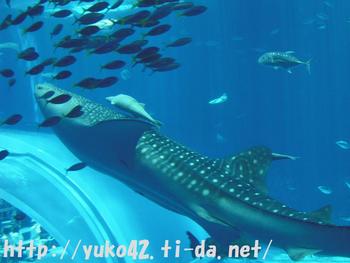 ジンベェザメ