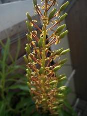 花"