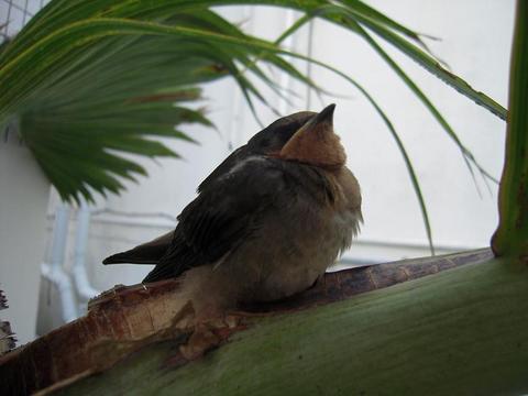 やしの木に乗ってみた・・