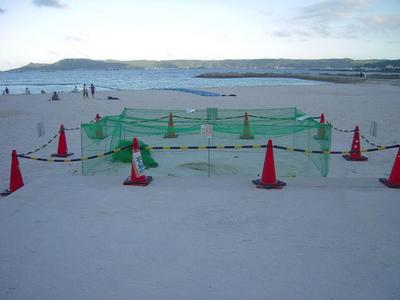 海ガメ産卵場所★