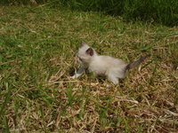 子猫＾＾ 2008/06/27 19:23:04