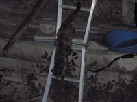 ちびの遊び場 2008/07/23 21:05:03