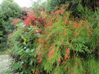 花の名前は？？ 2008/08/05 21:38:21