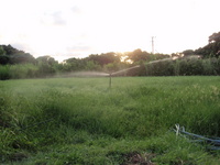 日照り(ーー゛) 2008/07/09 22:23:10