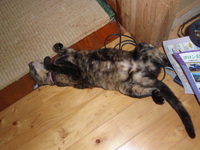 お昼寝？！＾＾ 2008/08/08 19:32:58