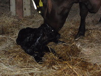 出産！ 2008/08/18 19:07:20